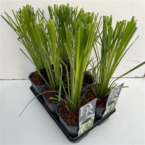 <h4>Cortaderia mix in tray</h4>