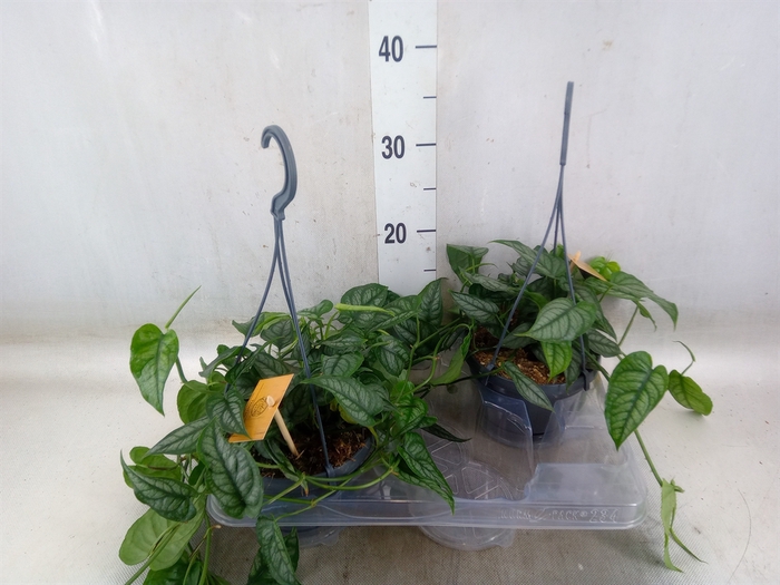 <h4>Monstera siltepecana</h4>