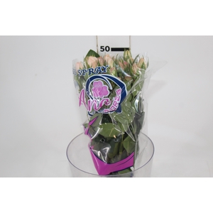ROSA SPRAY PINK IRISCHKA 050 CM