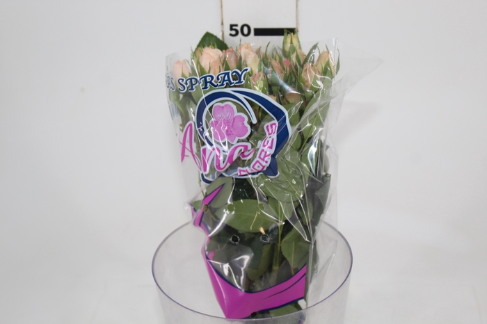 <h4>ROSA SPRAY PINK IRISCHKA 050 CM</h4>