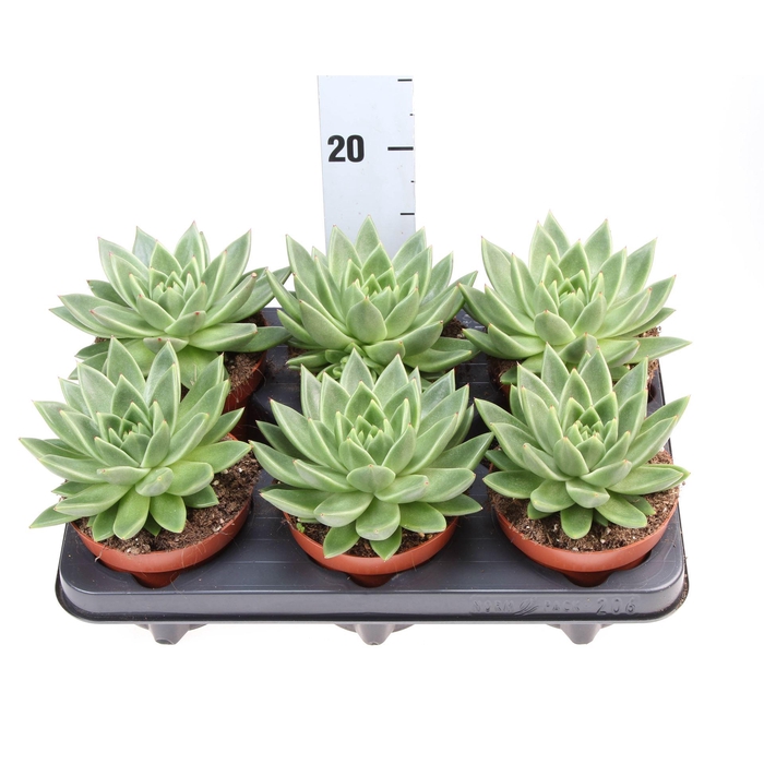 <h4>Echeveria  'Miranda'</h4>