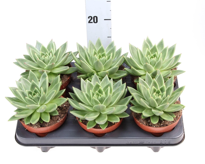 <h4>Echeveria 'Miranda'</h4>