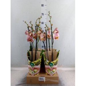 Phalaenopsis   ...yellow