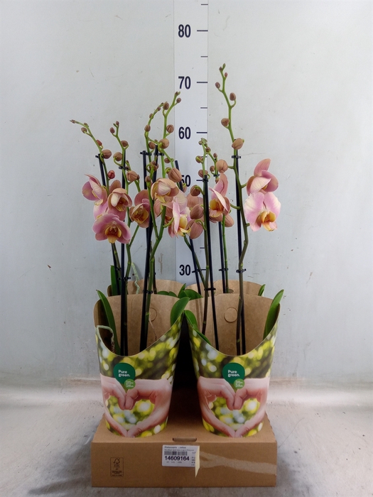 <h4>Phalaenopsis   ...yellow</h4>