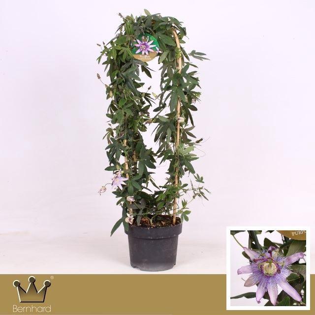 <h4>Passiflora  'Purple Passion'</h4>