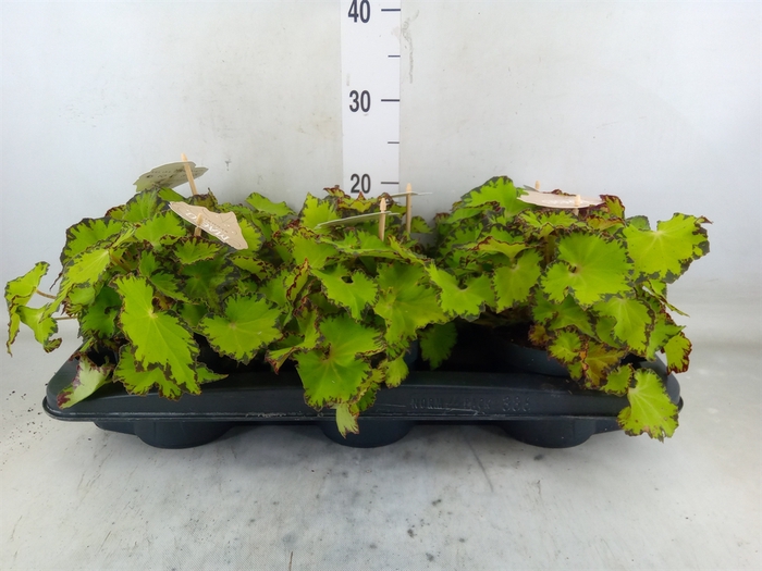 <h4>Begonia BD 'MagicColours Jive'</h4>