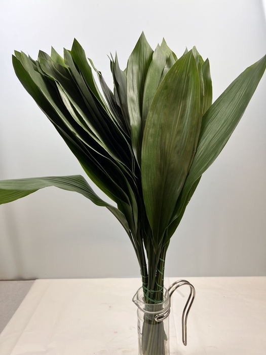 ASPIDISTRA LEAVES II