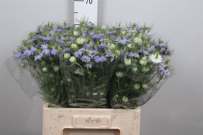 <h4>Nige D Clou Lavender</h4>