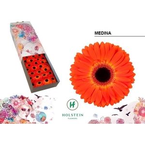 Gerbera GB 'Medina'