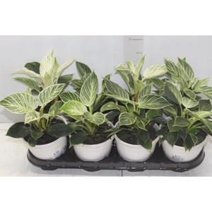 PHILODENDRON BIRKIN P15