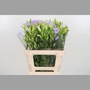 Campanula Cham Lavender