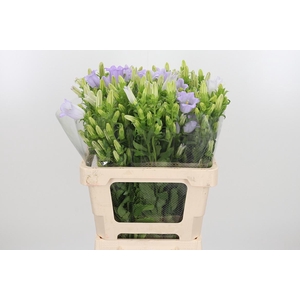 Campanula Cham Lavender
