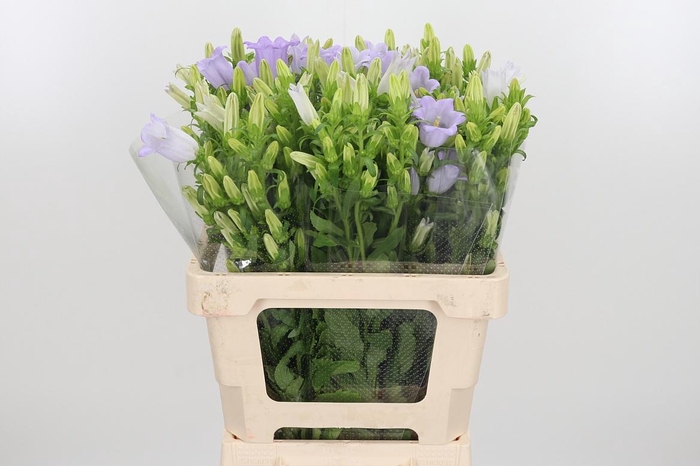 <h4>Campanula Cham Lavender</h4>