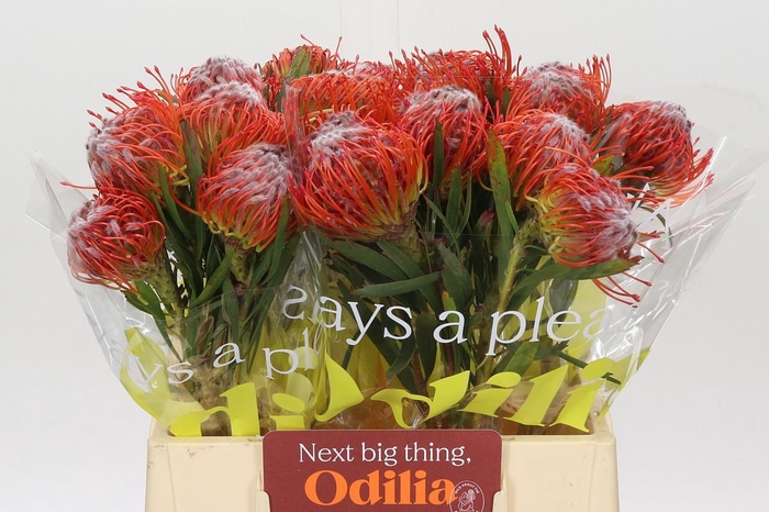 <h4>Nutans Tango</h4>