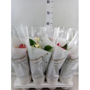 Anthurium   ...mix 4