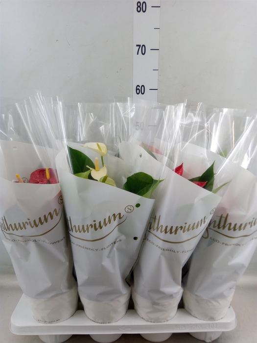 <h4>Anthurium   ...mix 4</h4>