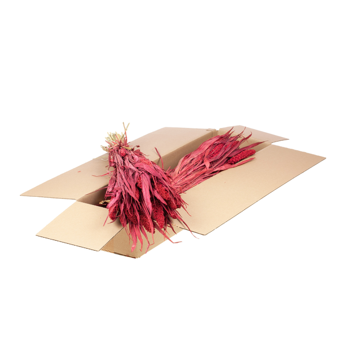 <h4>Setarea Italica Sb Red</h4>