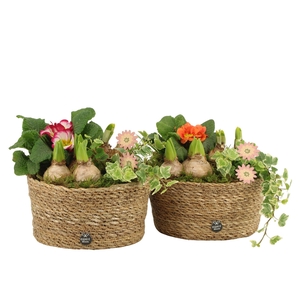 11666: Outdoor spring arrangement