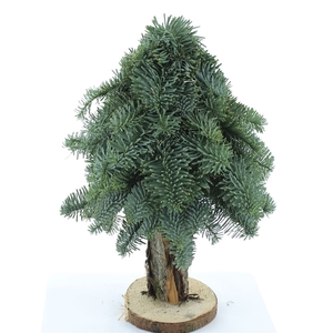 Nobilis Kerstboom Op Stam 40cm