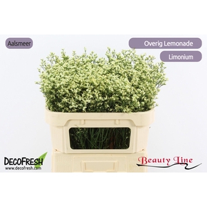 LIM SIN SEN LEMONADE