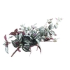 Tradescantia Zebrina Plant