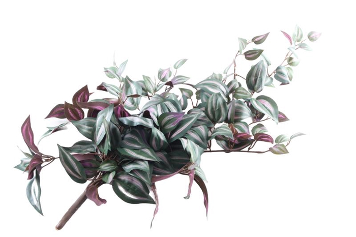 Tradescantia Zebrina Plant