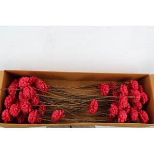 Stick Shola Artichoke Ø12 Red