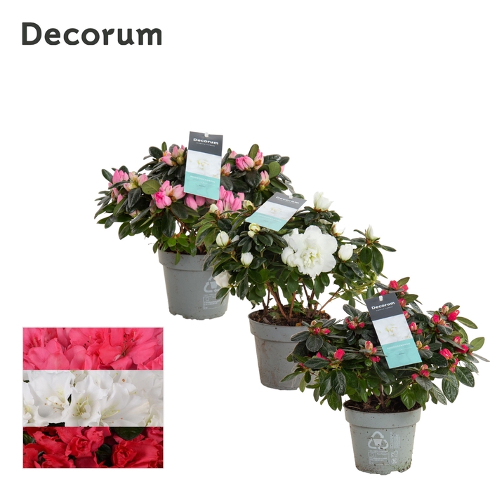 <h4>Azalea 13 cm mix - Decorum</h4>