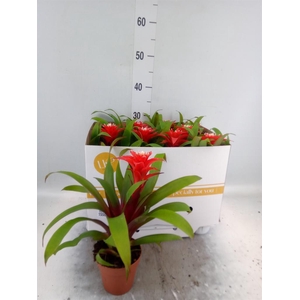 Guzmania 'Confetti'