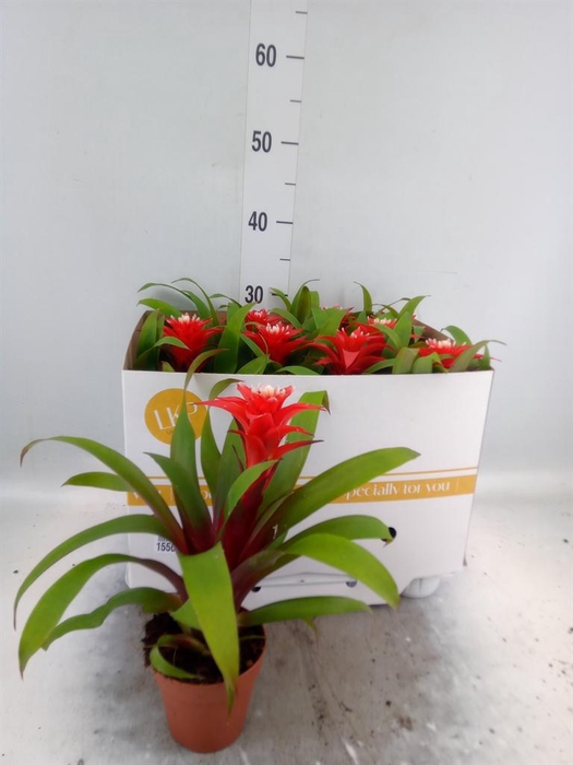 <h4>Guzmania 'Confetti'</h4>