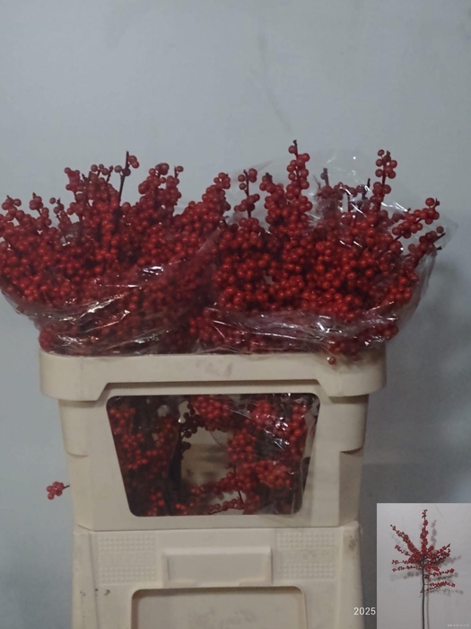 <h4>ILEX VE RODE BES</h4>