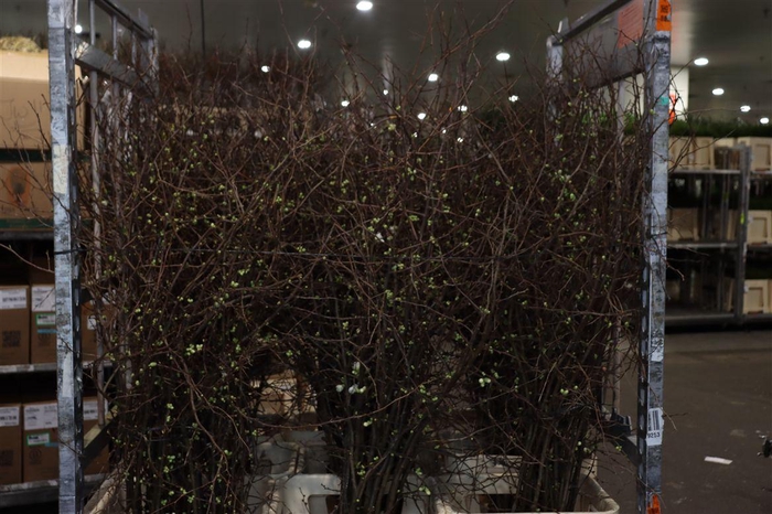 <h4>Chaenomeles Wit</h4>