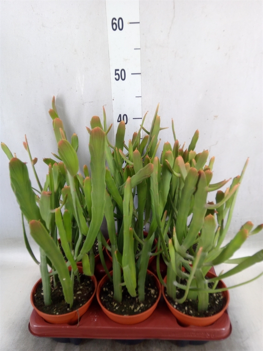 <h4>Euphorbia   ...</h4>