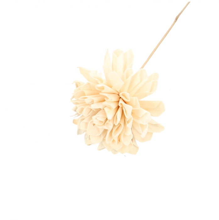 <h4>Bijsteker 50cm Dahlia 10cm</h4>