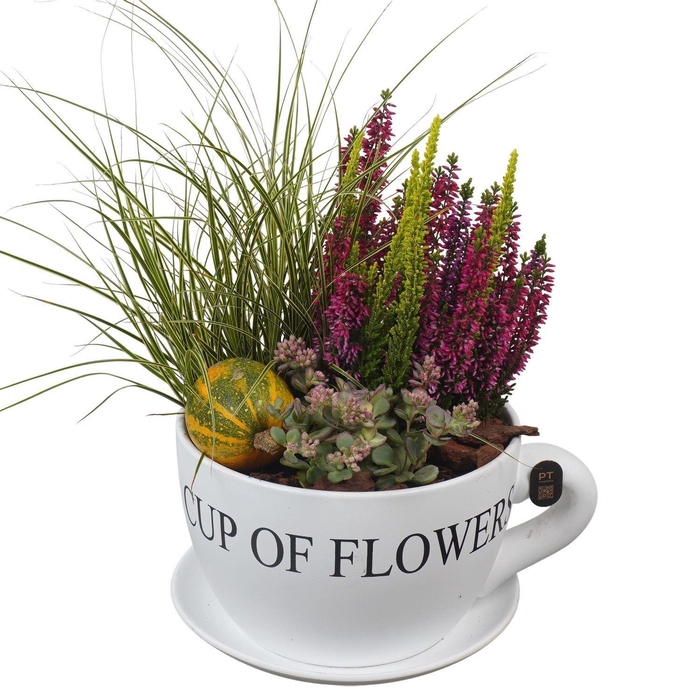 <h4>Arr.   Tuinplanten H%</h4>