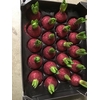 SIERFRUIT CUCUMIS GLITTER ROSE X16