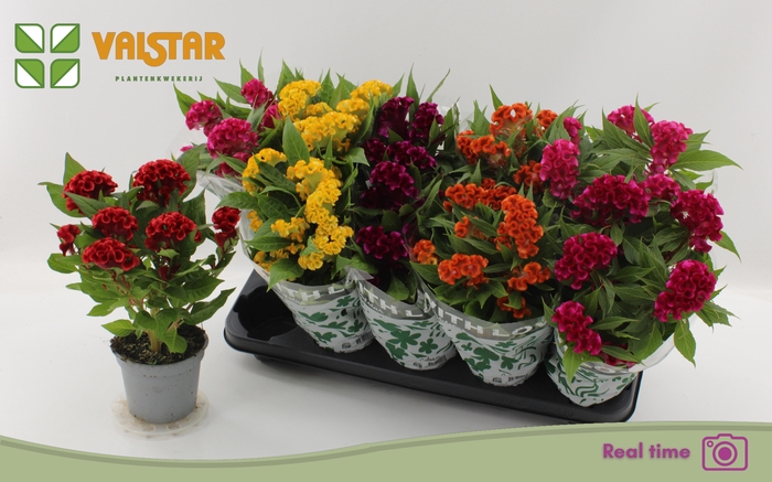 <h4>CEL CR TWIST GEM</h4>