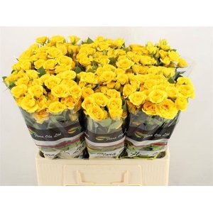 ROSA TR 'YELLOW BABE'