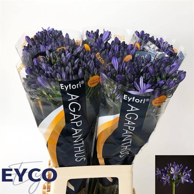 <h4>AGAP EYFORI BLUE</h4>