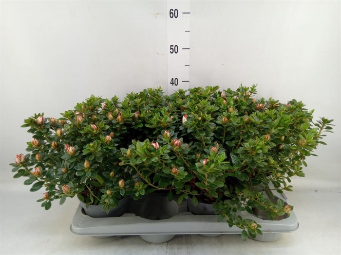 <h4>Rhododendron sim. 'Rote Sachsenste'</h4>