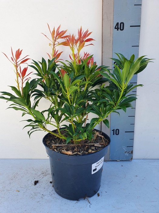 <h4>Pieris Japonica 'Forest Flames'</h4>