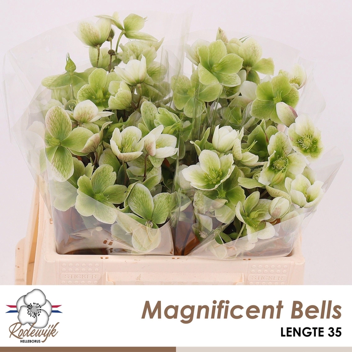 <h4>HELL MAGNIFIC BELLS</h4>