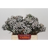 Kaaps Groen Silver Brunia