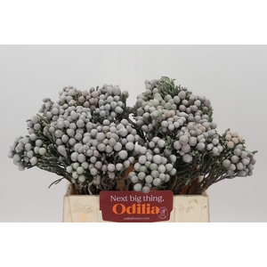 Kaaps Groen Silver Brunia