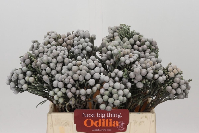 <h4>Kaaps Groen Silver Brunia</h4>