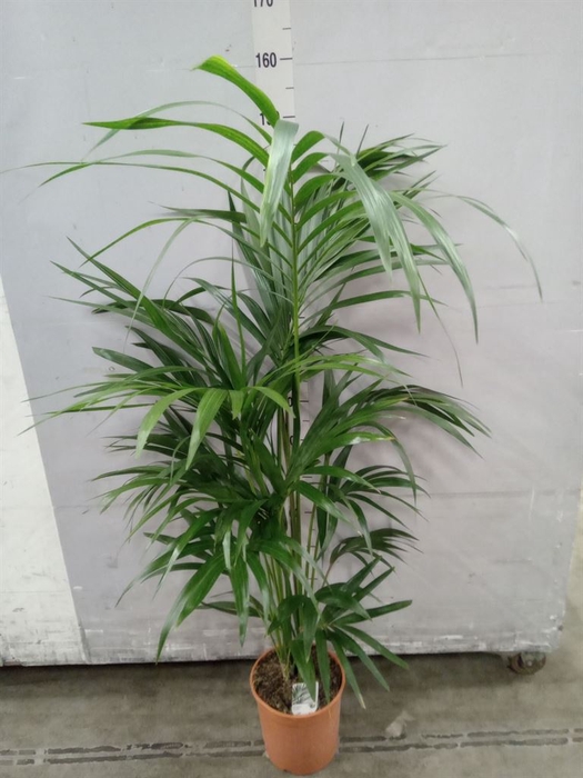 <h4>Howea forsteriana</h4>