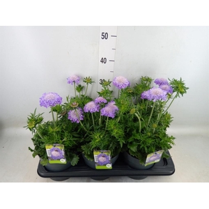 Scabiosa columb.