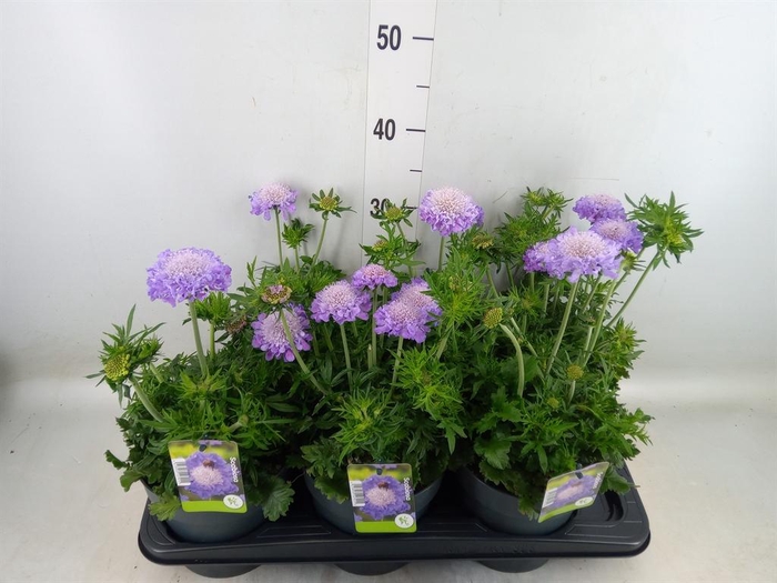 <h4>Scabiosa columb.</h4>