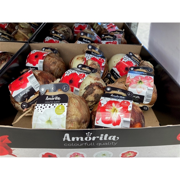 <h4>Amorita Box Essentials MIX x 8</h4>