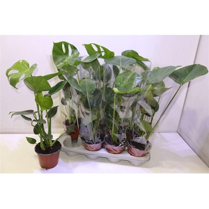 arr8 Monstera Deliciosa